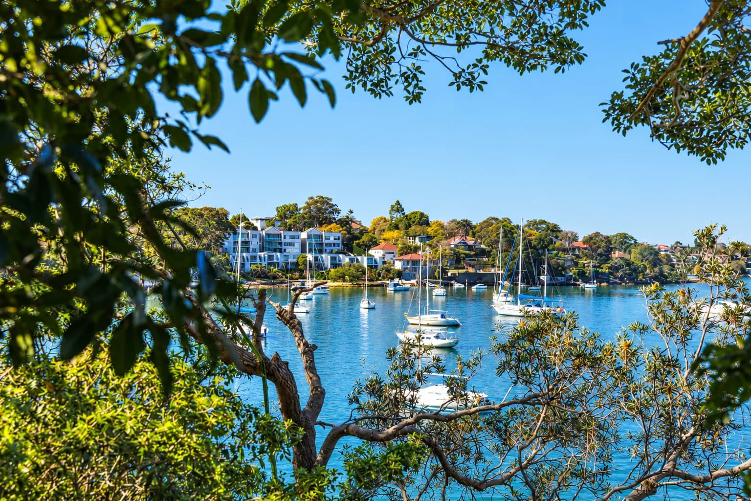 Boats moored on sheltered water framed by trees